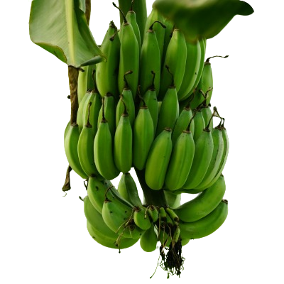 Pooja Banana