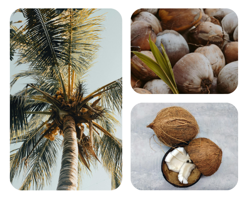 Farm Fresh Coconut