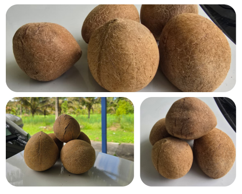Natural Copra